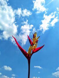 Low angle view of red flowering plant against sky