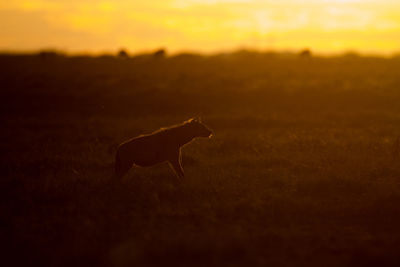 View of a horse on field during sunset