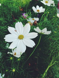 Close-up of white flowering plant