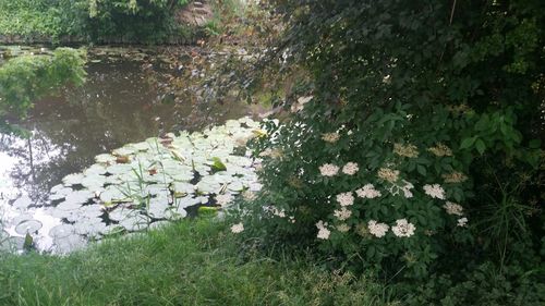 Plant growing in lake