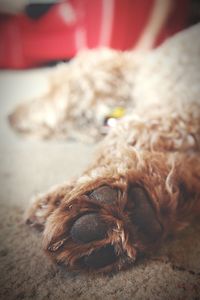 Close-up of dog sleeping on floor