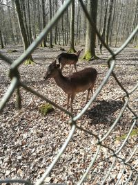 View of deer seen through chainlink fence