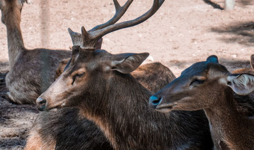 Close-up of deer on field