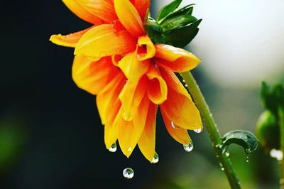 Close-up of yellow flower