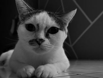 Close-up portrait of cat