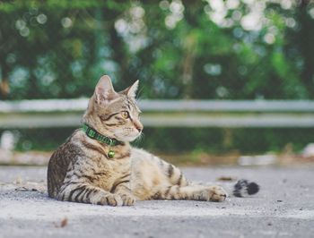 Cat sitting on floor