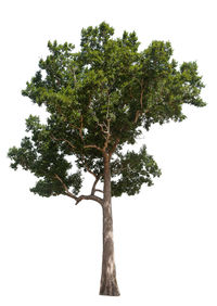 Low angle view of tree against sky