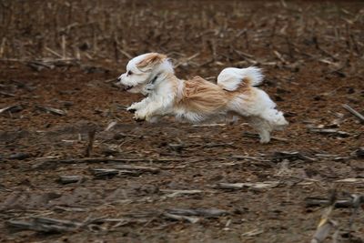 Dog running on field