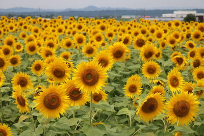 Close-up of yellow sunflower field