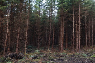 Pine trees in forest