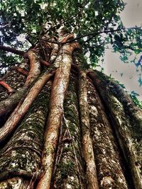 Low angle view of tree trunk