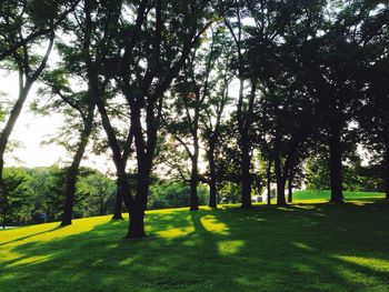 Trees in park