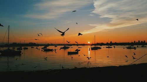 Bird flying over sea at sunset