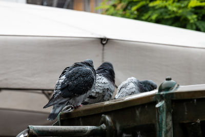 Pigeons in fountain