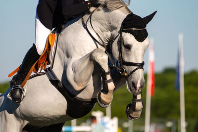 Close-up of horse standing outdoors