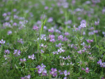 Close-up of purple flowering plants on field