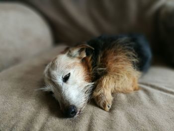 Dog relaxing on bed at home