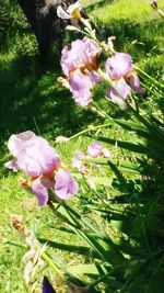 Close-up of pink flowers