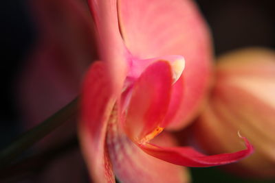 Close-up of flower blooming outdoors