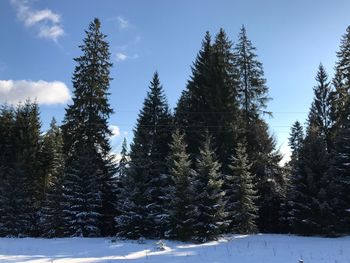 Trees against sky during winter