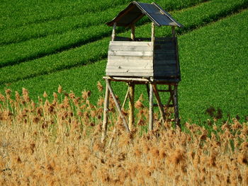 Plants growing on field