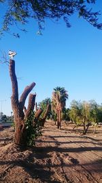 Scenic view of landscape against clear blue sky