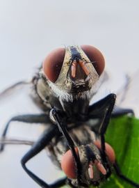 Close-up of insect on hand