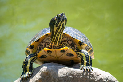 Close-up of turtle on rock