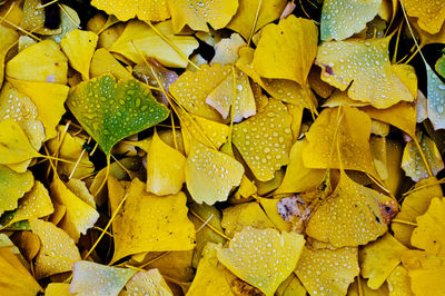 Full frame shot of yellow leaves