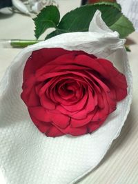 Close-up of red rose