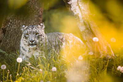 Close-up of a cat on field