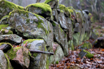 Close-up of moss on rock