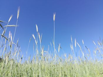 Low angle view of stalks in field against clear blue sky