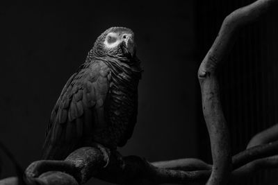 Close-up of parrot perching on black background