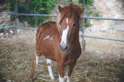 Close-up of horse standing outdoors