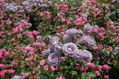 High angle view of pink roses on purple rose