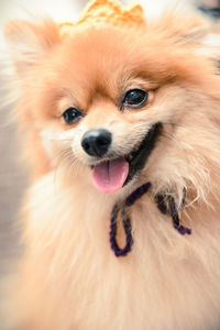 Close-up of pomeranian sticking out tongue