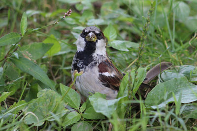 Close-up of bird perching on plant