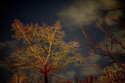 Close-up of tree against sky at night