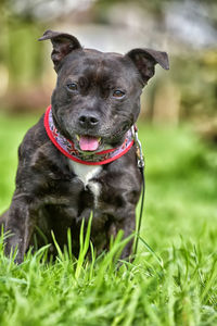 Portrait of dog on field