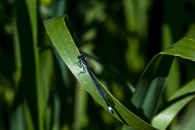 Close-up of grasshopper on leaf