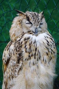 Close-up of owl