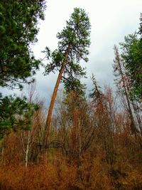 Low angle view of trees in forest against sky