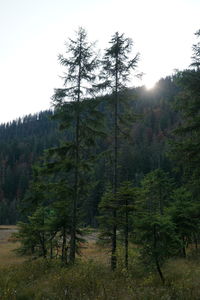 Pine trees in forest against sky