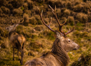 Deer in a field