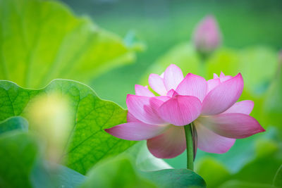 Close-up of lotus flower