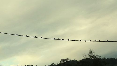 Low angle view of silhouette birds flying against sky