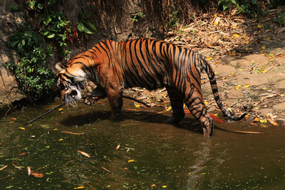 Horse drinking water