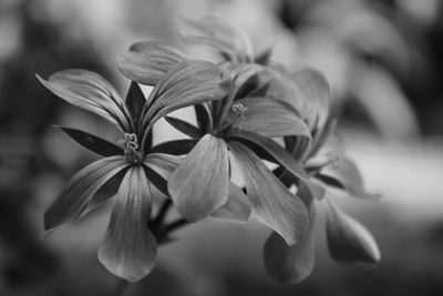 Close-up of flowers blooming outdoors