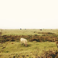 Sheep grazing in a field